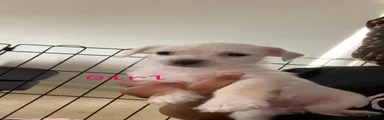 Shihpoo 6
