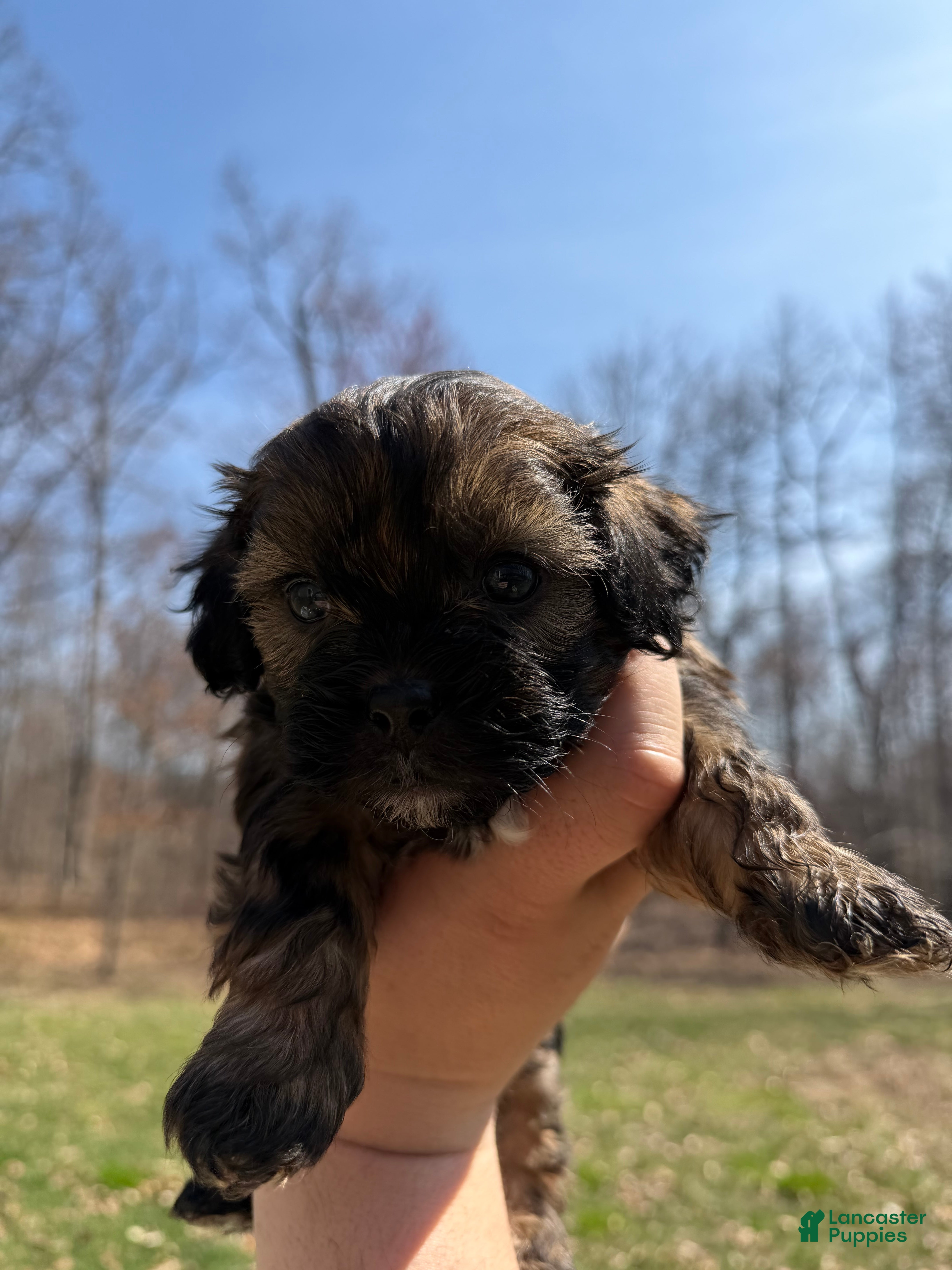 Shih Tzu dogs Brutus - Ad 1