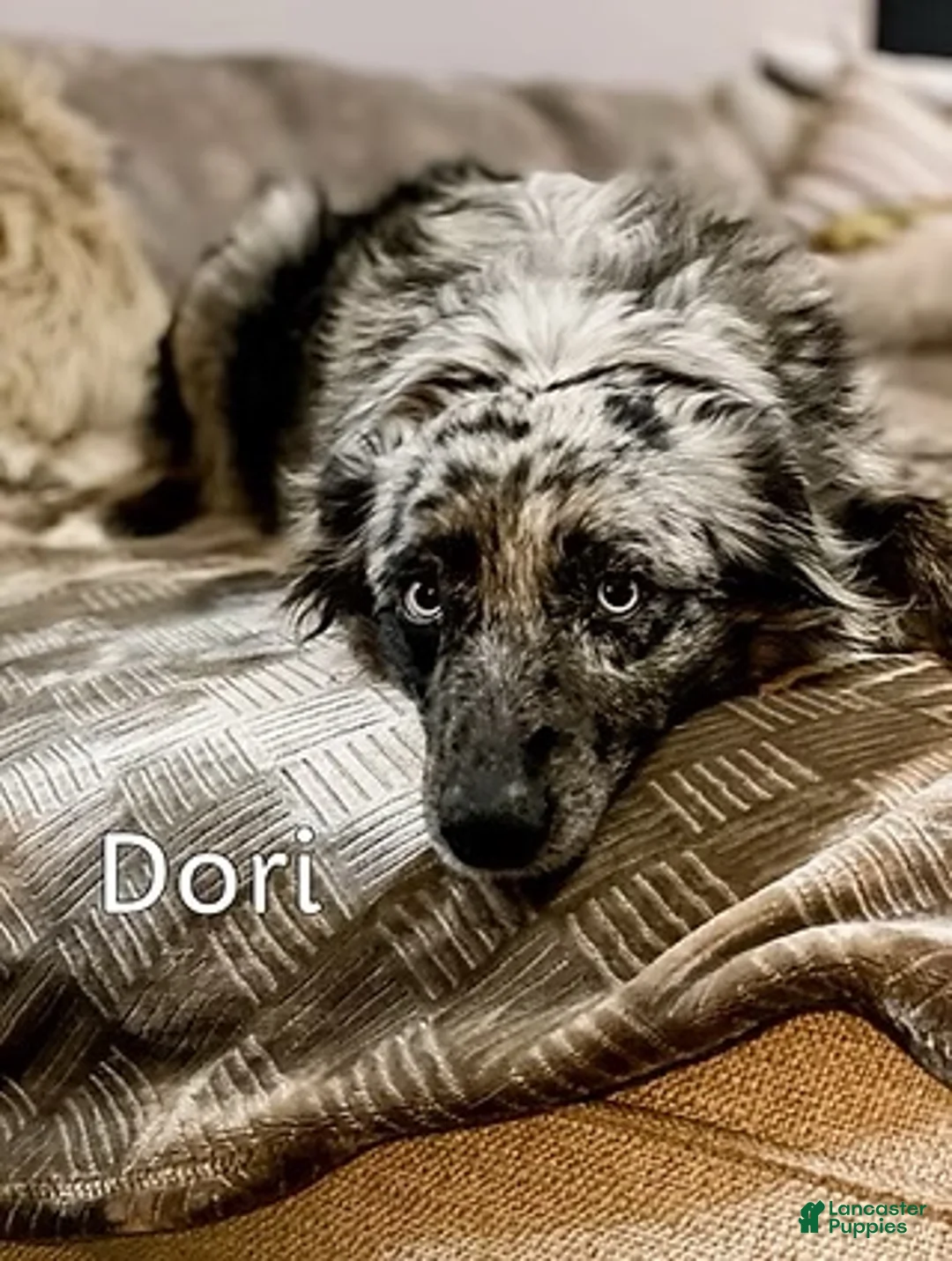 Aussiedoodle dogs for sale: Dale - Ad 2