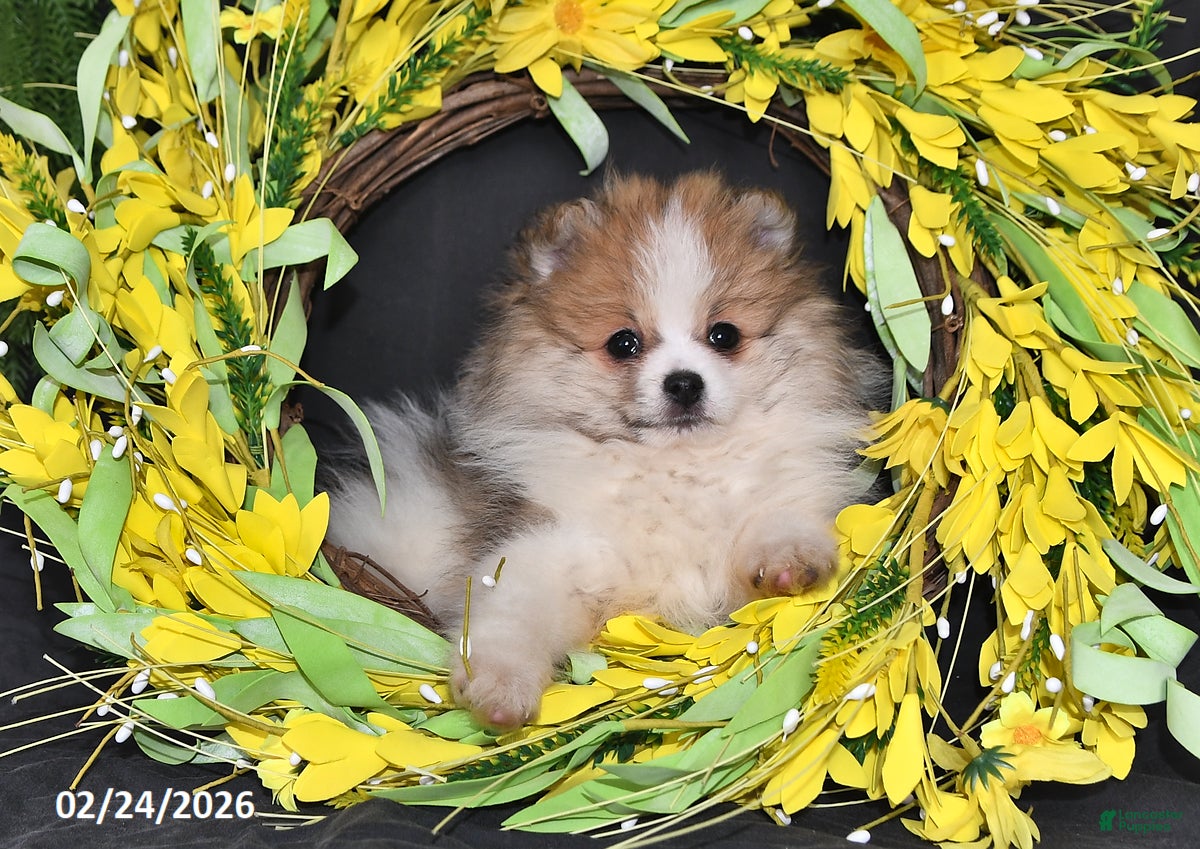 Pomeranian dogs Mason - Ad 2