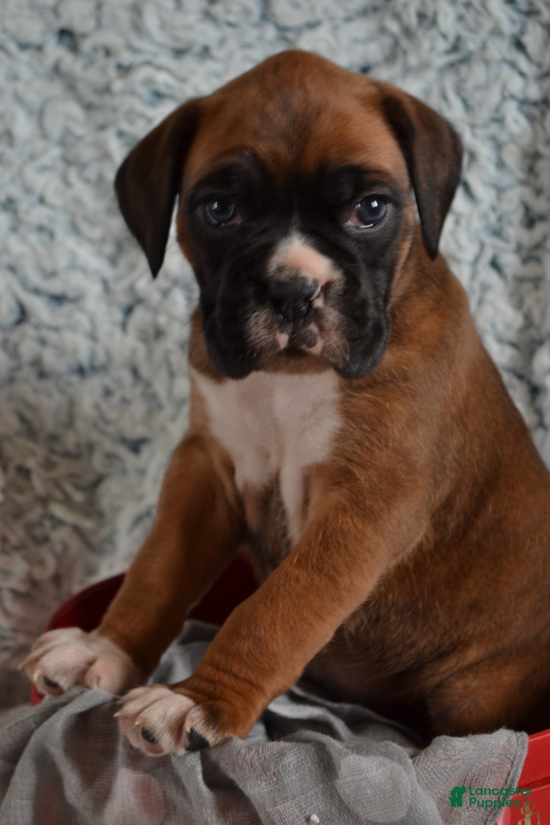 Boxer dogs for sale: Sophie - Ad 3