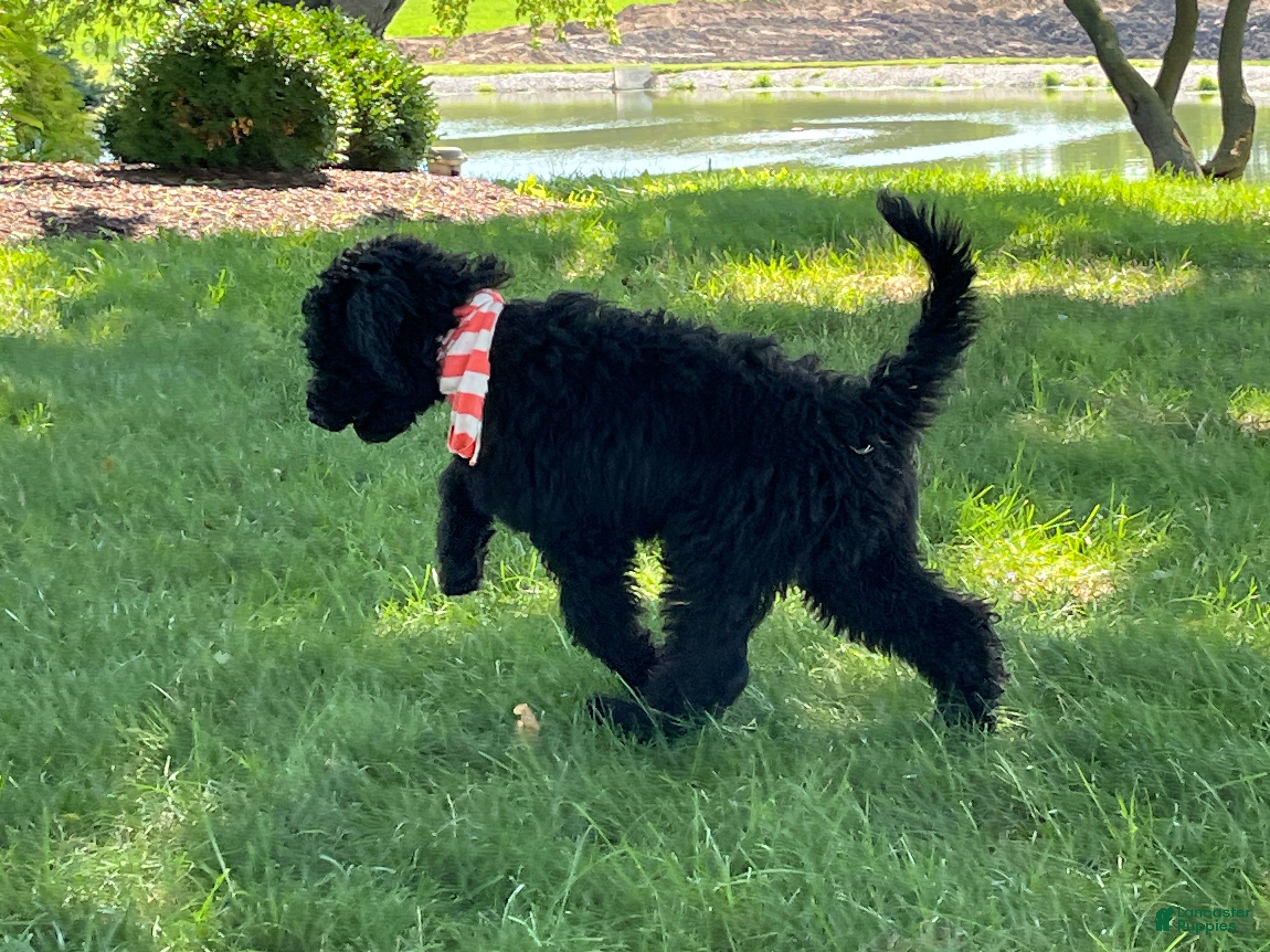 Mini Goldendoodle dogs Marcy - Ad 2