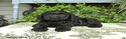 Cockapoo dogs for sale: Bear - Ad 2