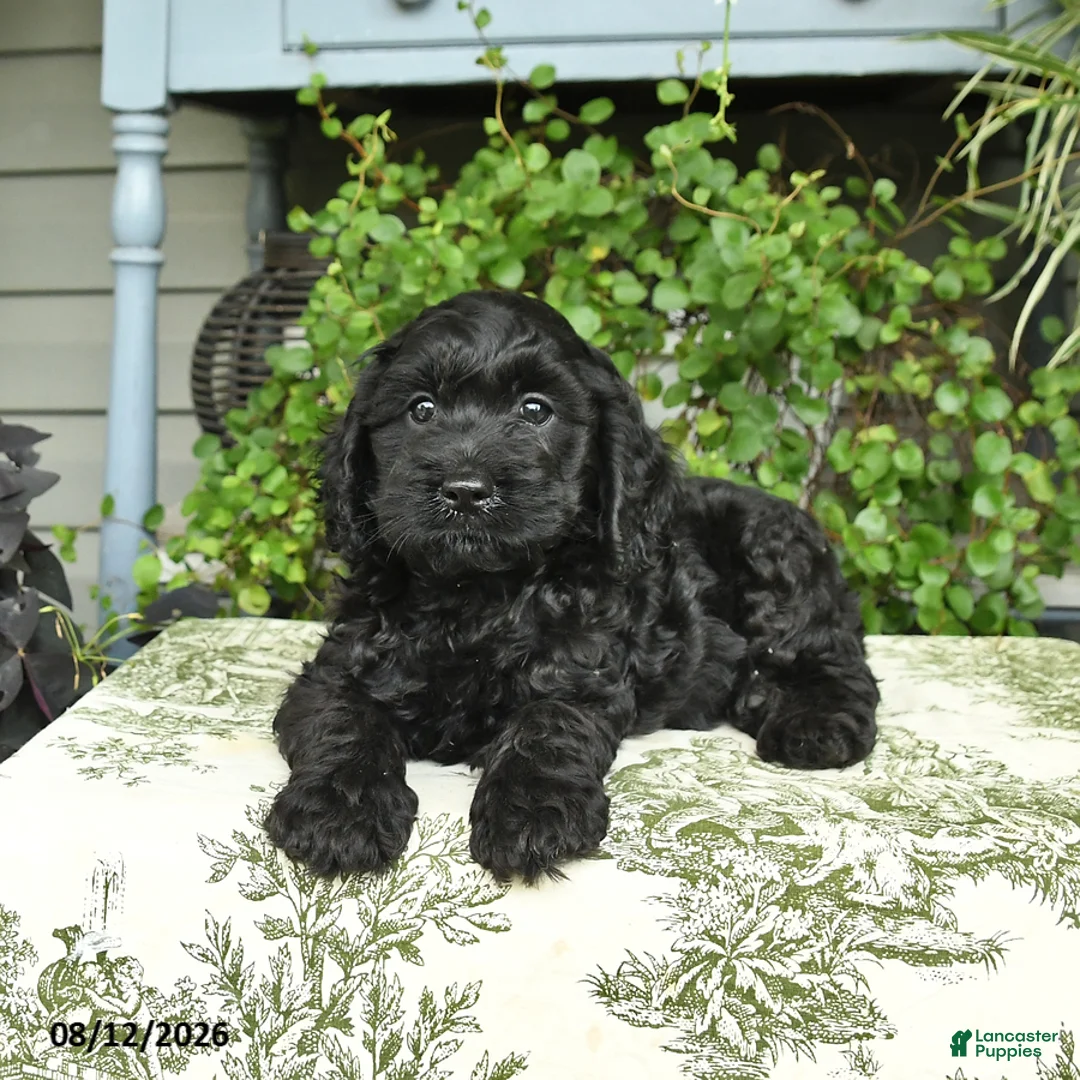 Cockapoo dogs for sale: Bear - Ad 2