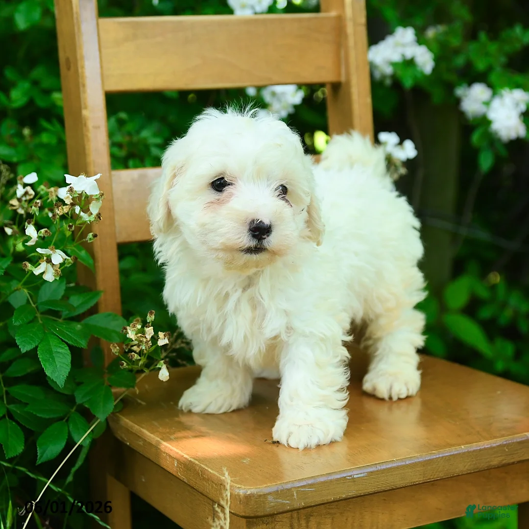 Maltipoo dogs for sale: Karson - Ad 1
