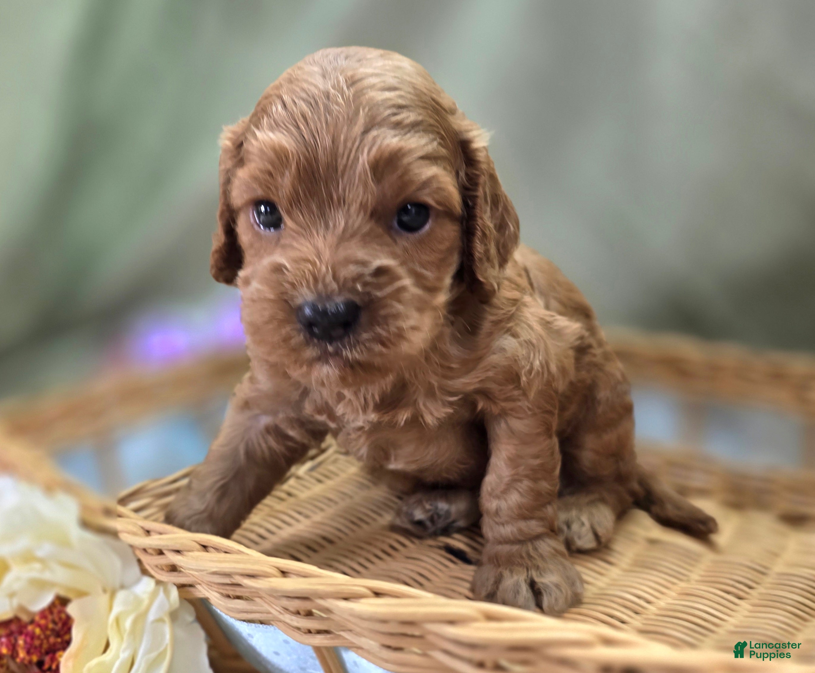 Cockapoo dogs Versace - Ad 41