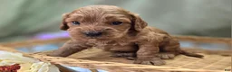 Cockapoo dogs for sale: Versace - Ad 22