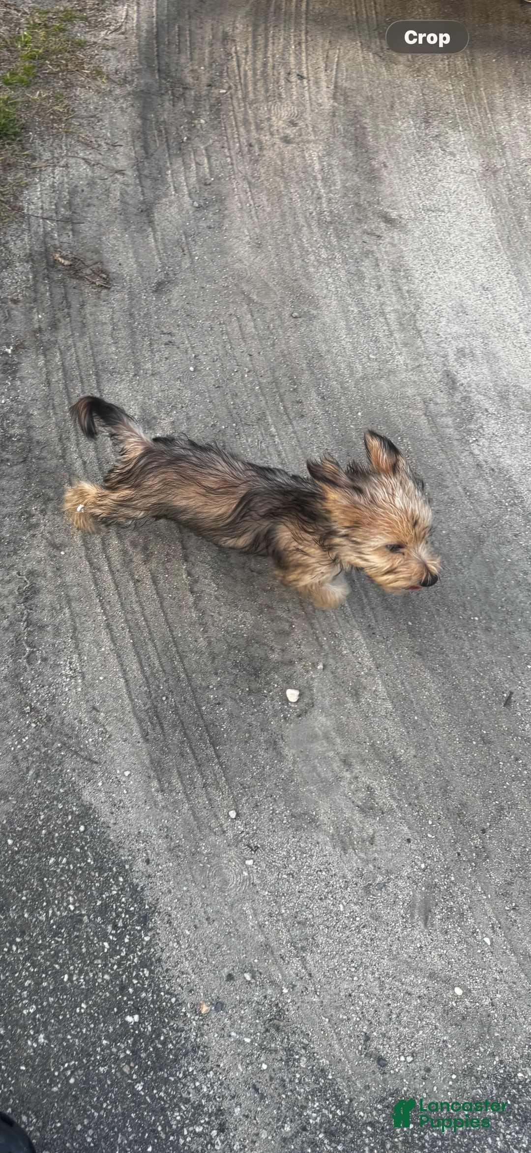 Yorkiepoo dogs for sale: Yorkiepoo Puppy 1 - Ad 2