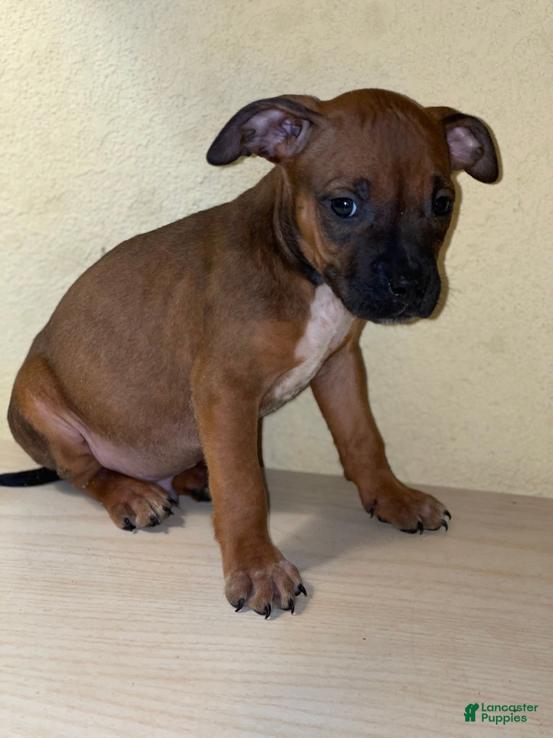 American Pit Bull Terrier dogs for sale: American Pit Bull Terrier Puppy 7 - Ad 2