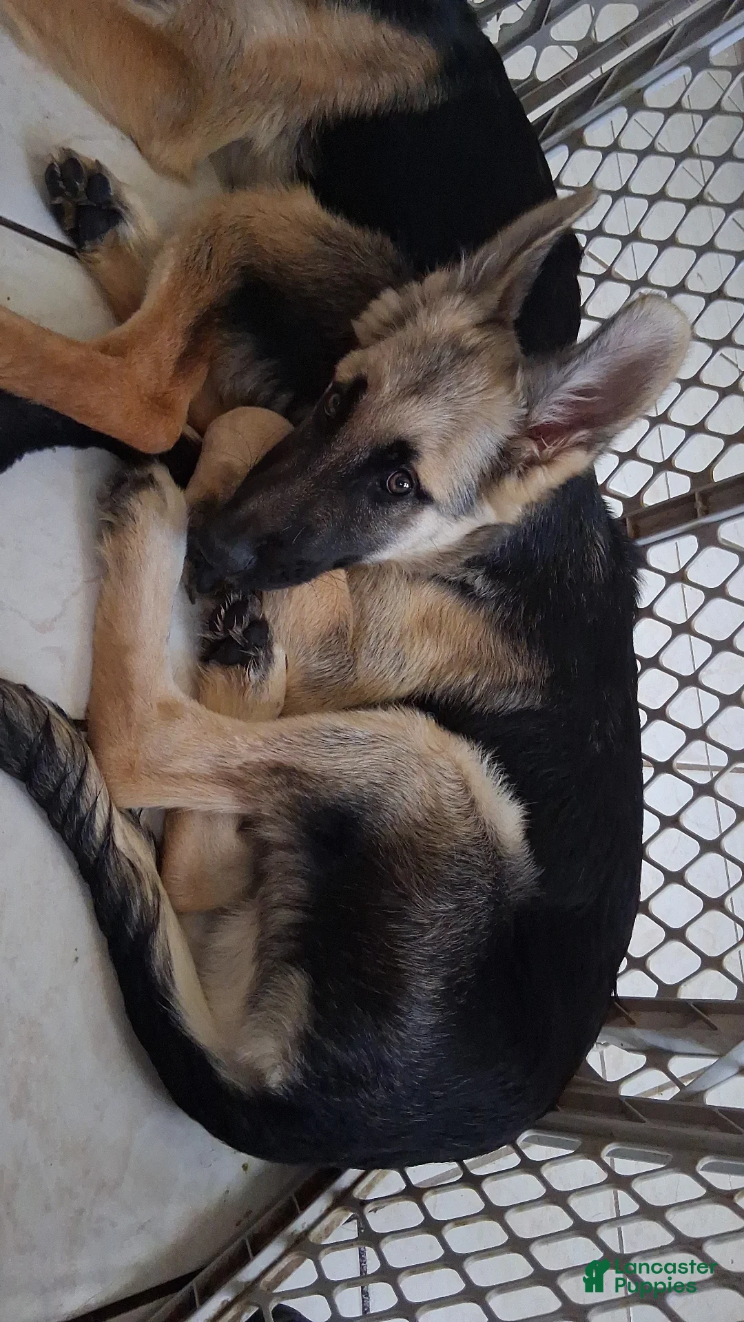 German Shepherd dogs for sale: German Shepherd Puppy 2 - Ad 1