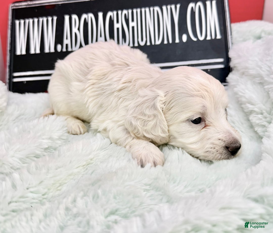 Miniature Dachshund dogs for sale: ee cream boy - Ad 1