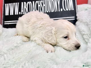 Miniature Dachshund dogs ee cream boy - Ad 28