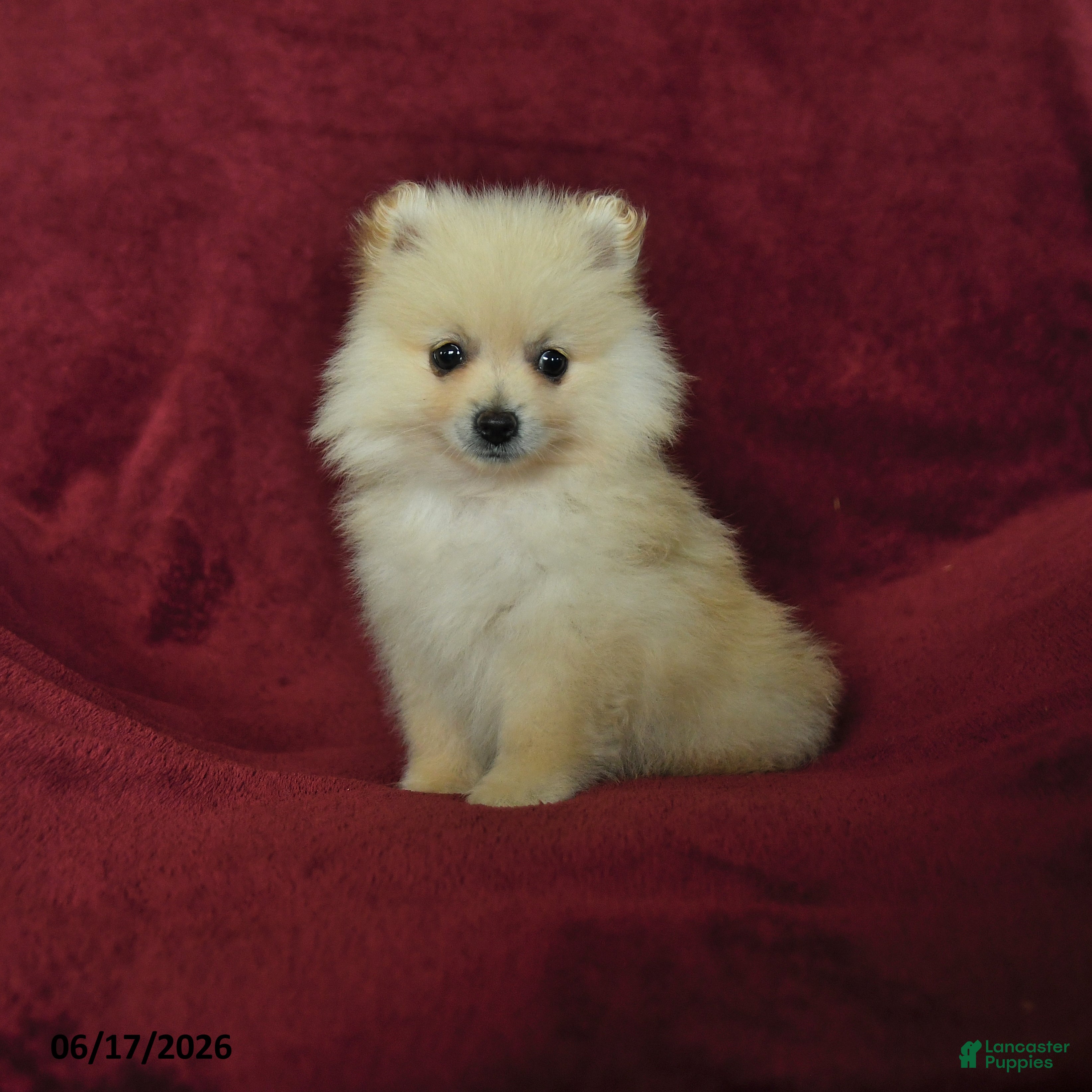 Pomeranian dogs Chester - Ad 1