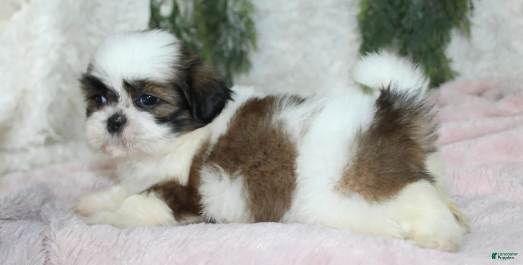 Shih Tzu dogs for sale: Shih Tzu 4 - Ad 4