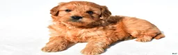 Mini Goldendoodle dogs for sale: Bentley - Ad 9
