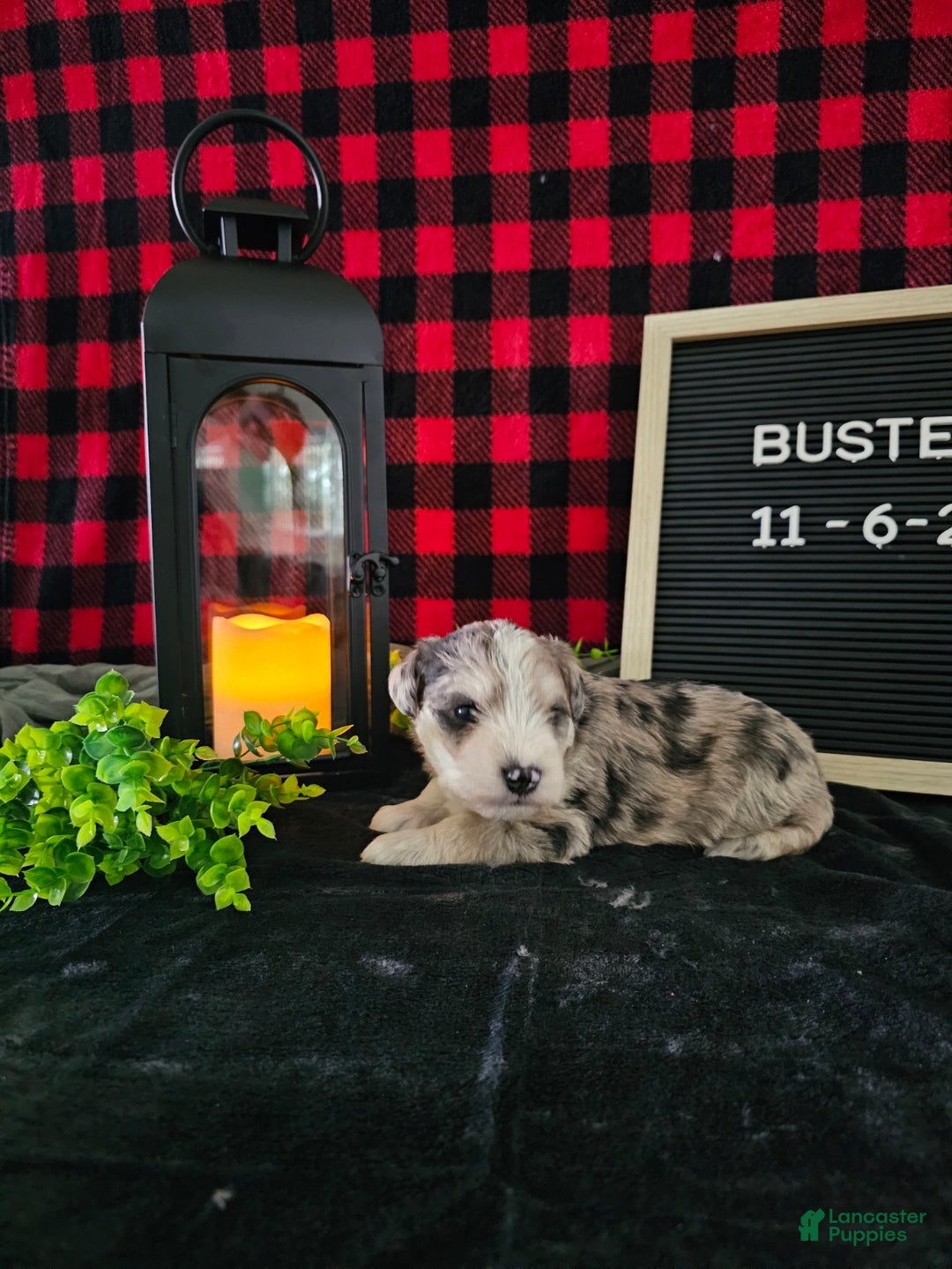 Miniature Schnauzer dogs for sale: Buster - Ad 5
