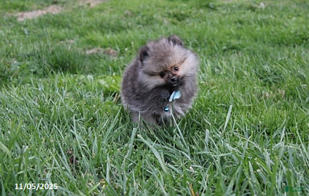 Pomeranian dogs for sale: Major - Ad 21