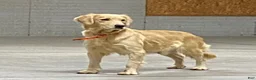 Golden Retriever dogs for sale: Bella  - Ad 4