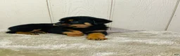 Rottweiler dogs for sale: Rottweiler 2 - Ad 13