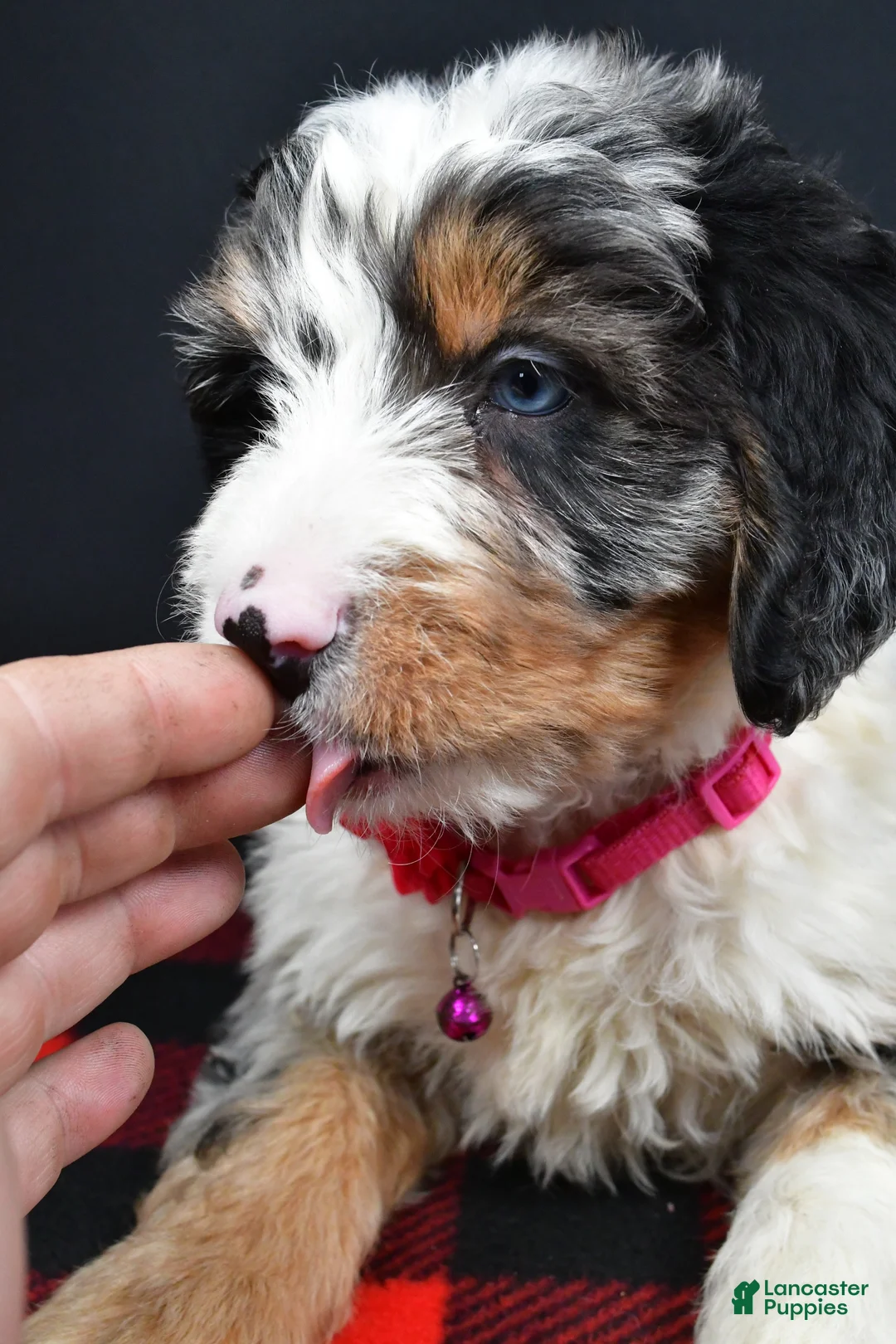 Mini Bernedoodle dogs for sale: Brenda - Ad 3