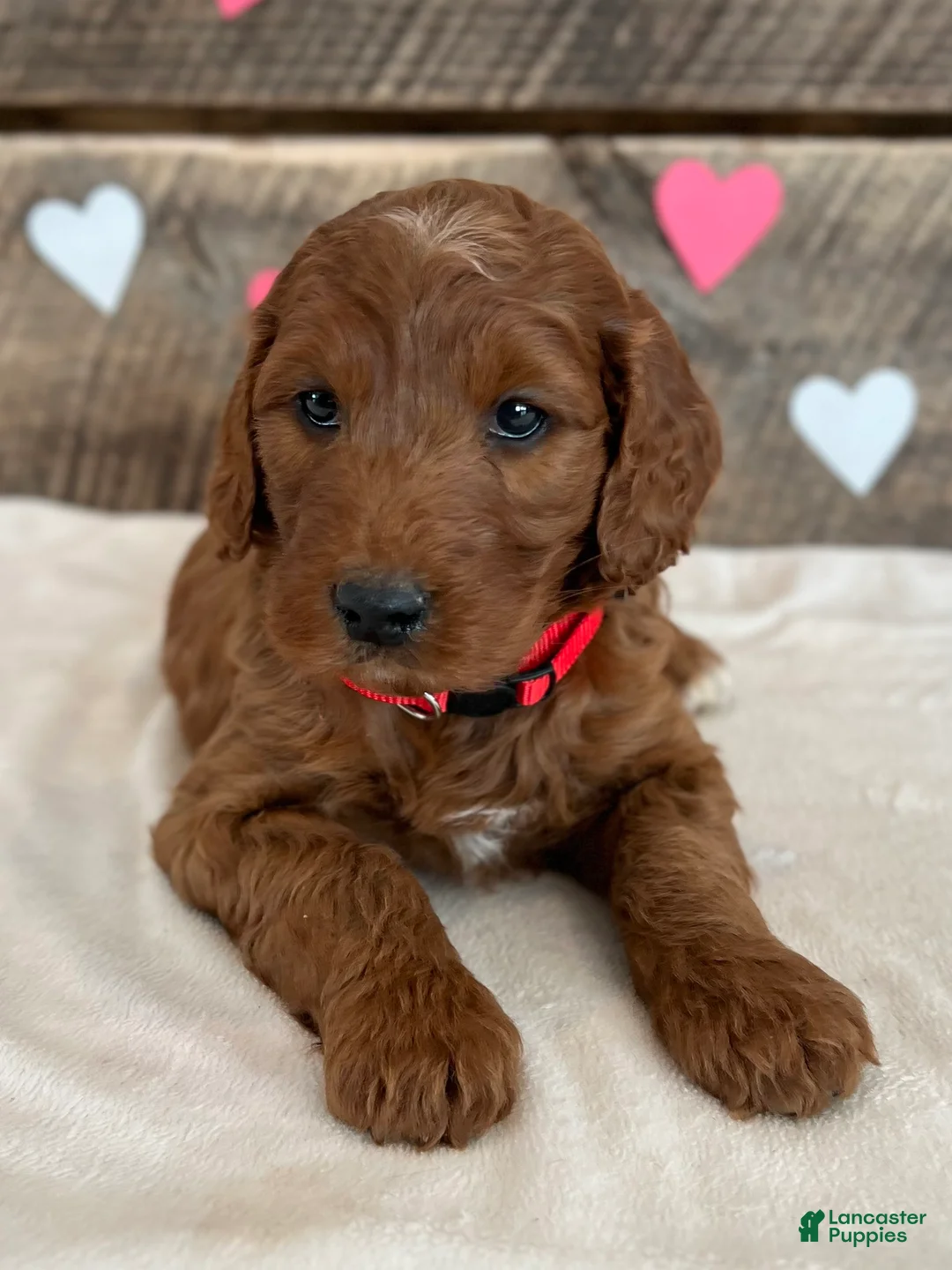 Irish Doodle dogs for sale: Scarlett - Ad 12
