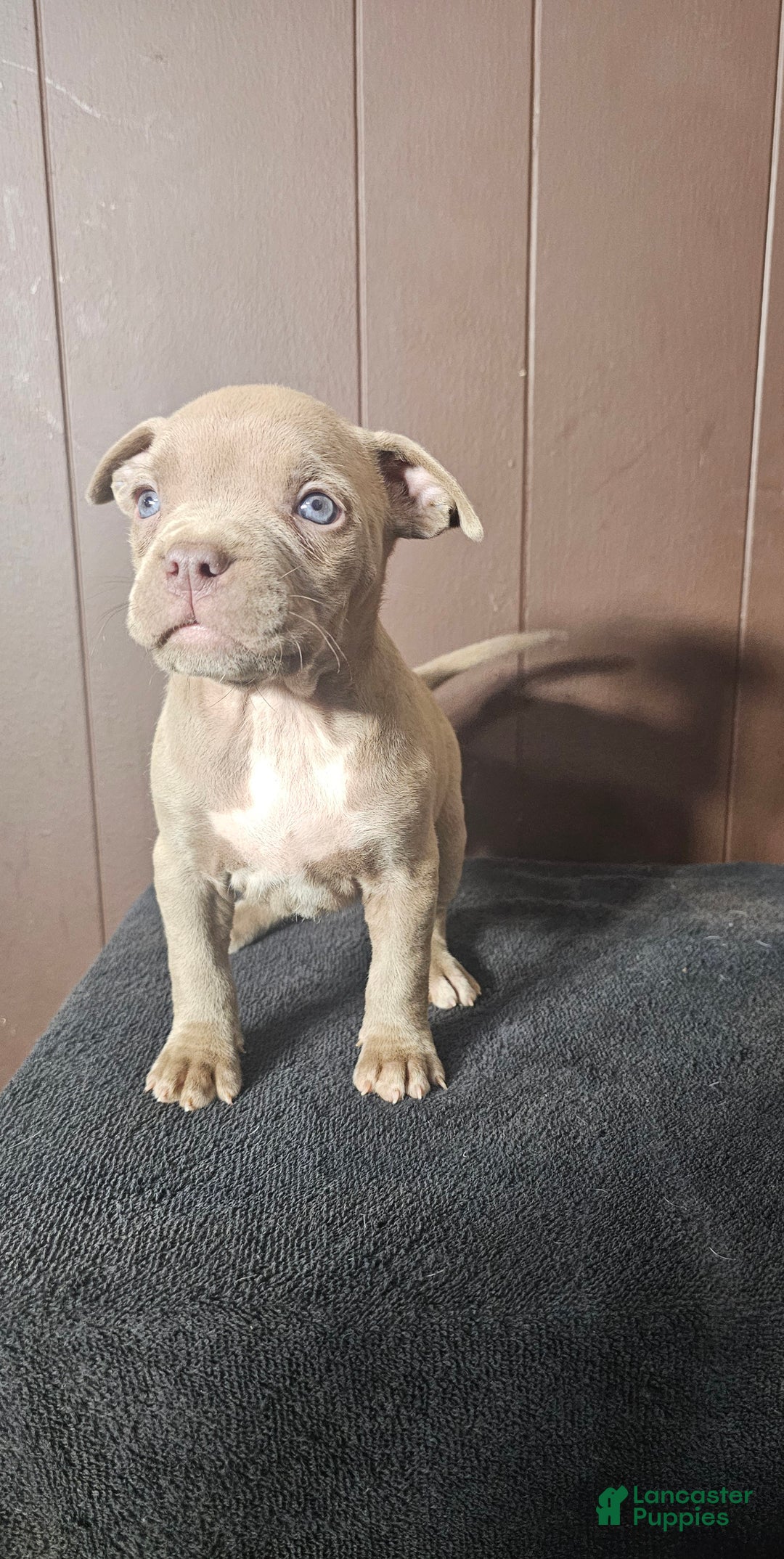 American Bully dogs for sale: DJ - Lilac - Ad 3