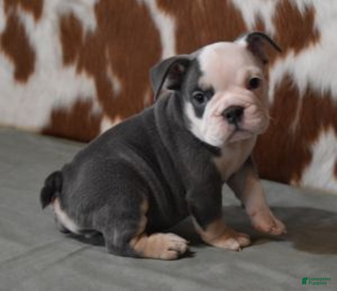 English Bulldog dogs for sale: BREE, FEMALE BLUE TRI - Ad 2