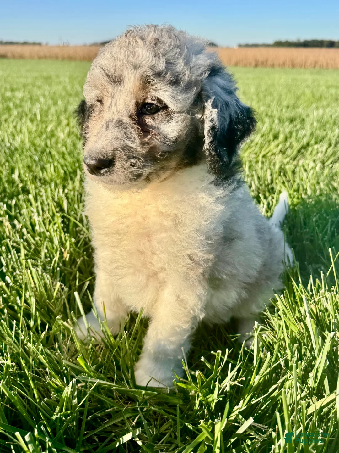 Mini Bernedoodle dogs for sale: Tuff - Ad 1