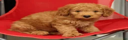 Mini Goldendoodle dogs for sale: Sunny - Ad 7