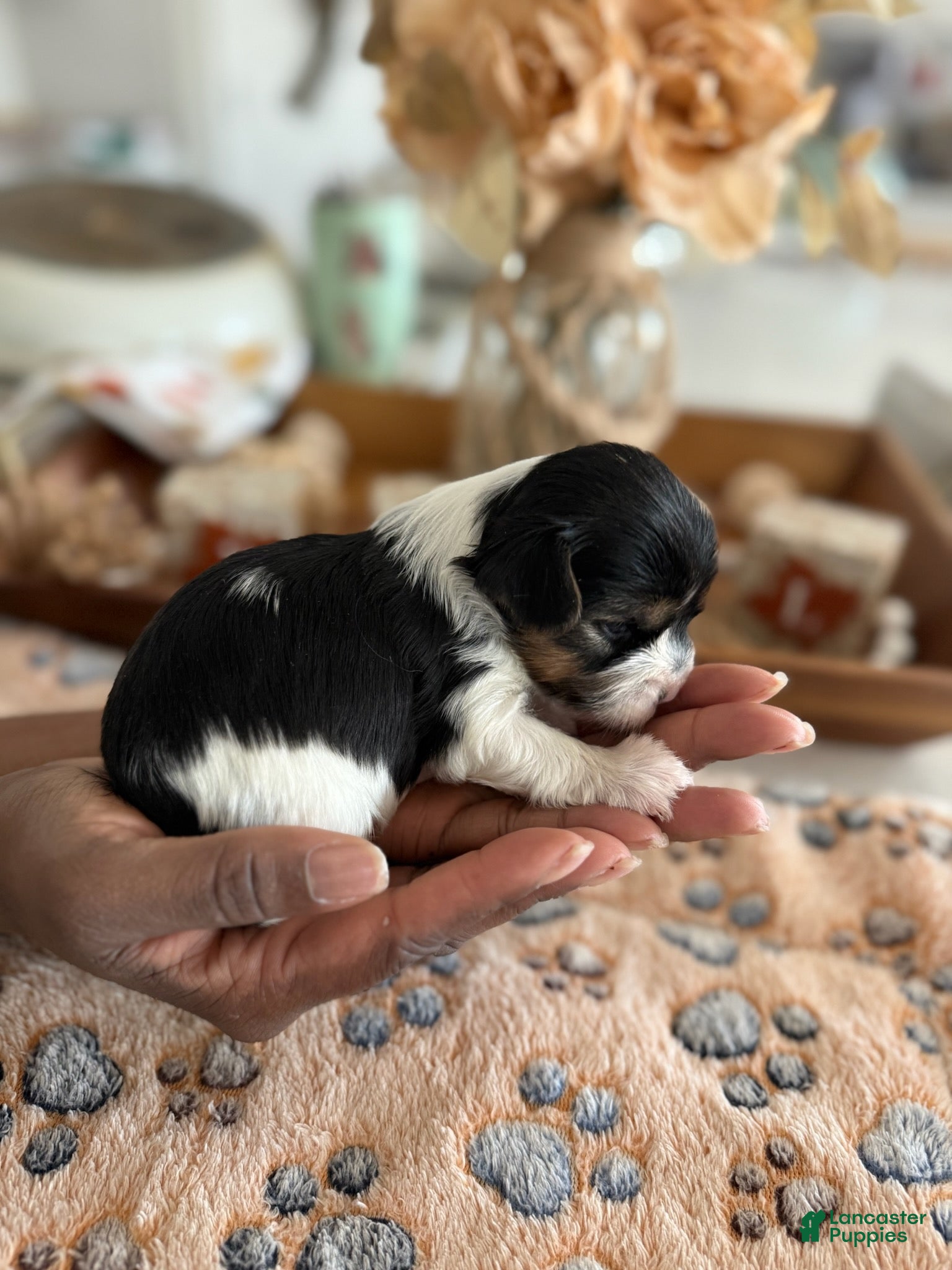 Yorkshire Terrier dogs for sale: Girl 1 - Ad 1