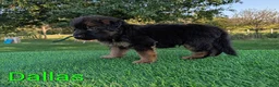 German Shepherd dogs for sale: Dallas - Ad 5