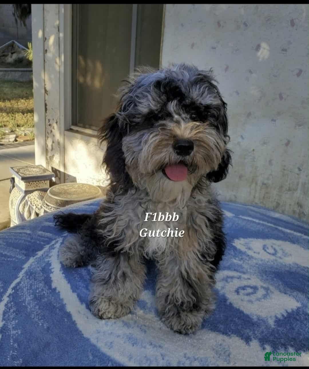 Mini Aussiedoodle dogs Gutchie - Ad 35