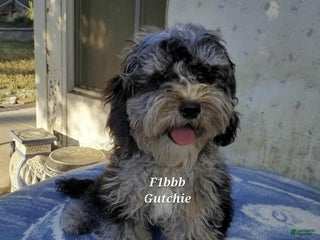 Mini Aussiedoodle dogs Gutchie - Ad 40
