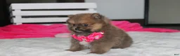 Pomeranian dogs for sale: Zara - Ad 17