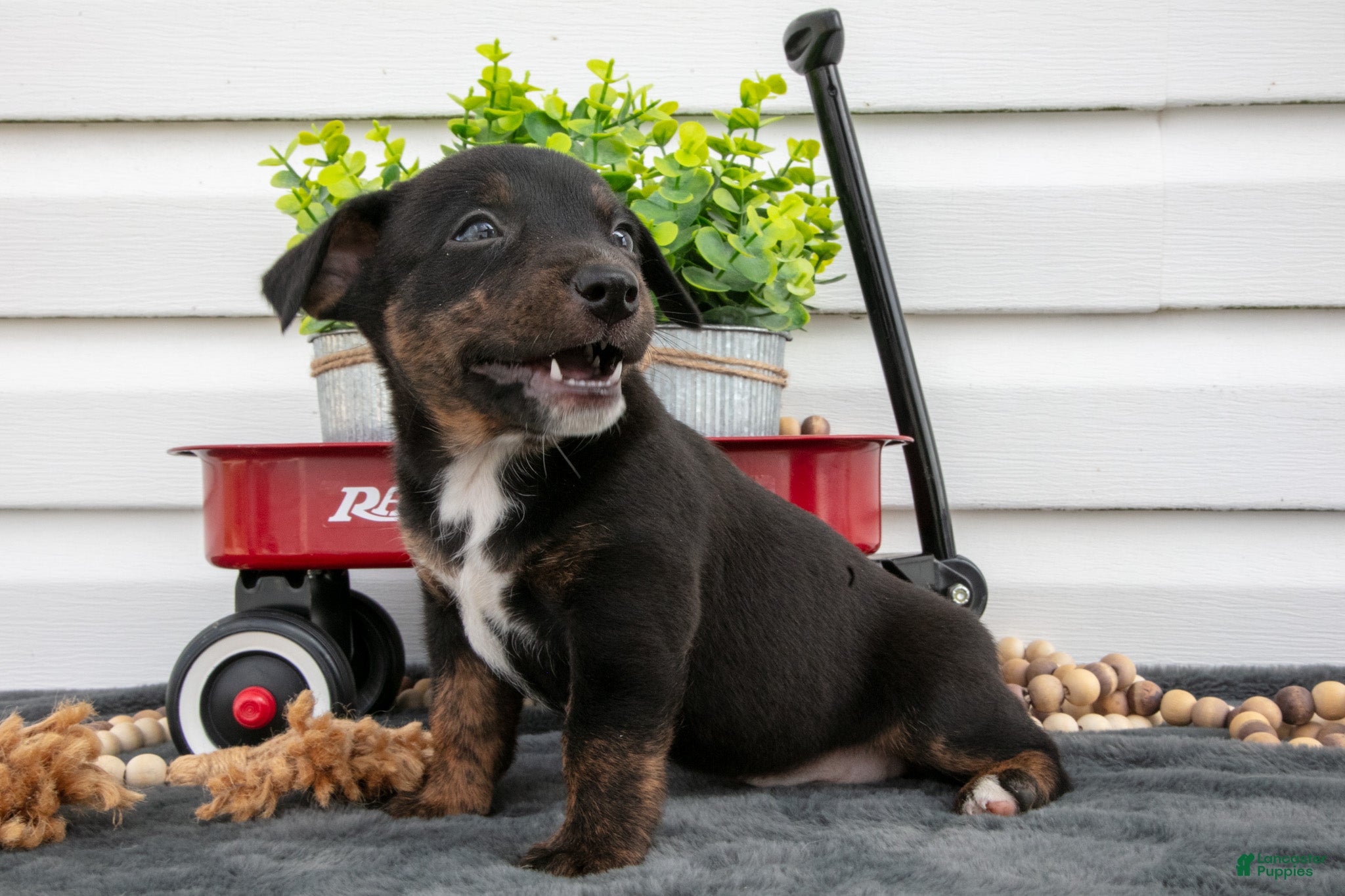 Jack Chi dogs Bindy - Ad 1