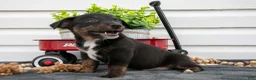 Jack Chi dogs for sale: Bindy - Ad 1