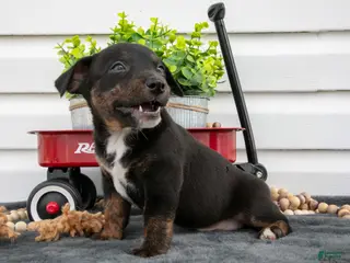 Jack Chi dogs for sale: Bindy - Ad 4