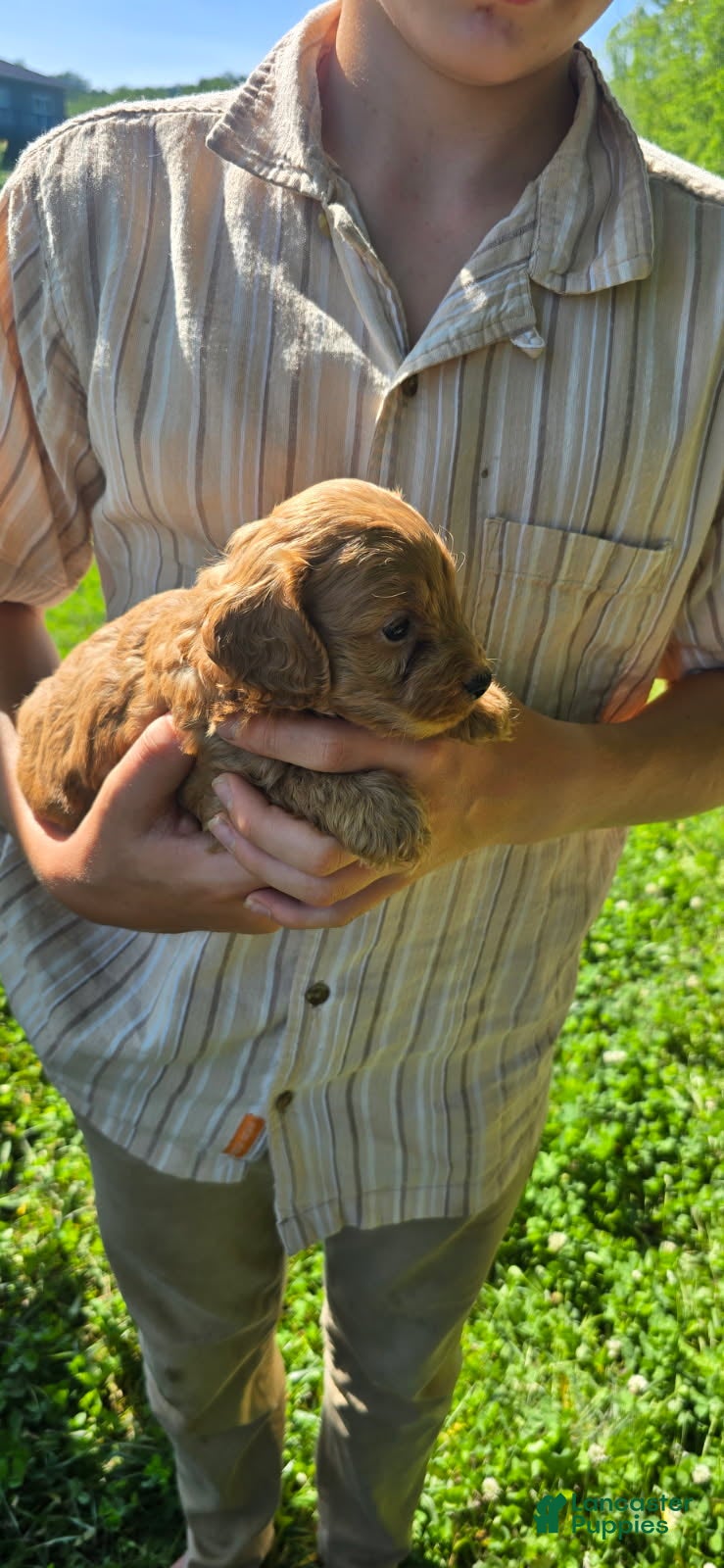 Cockapoo dogs Louis - Ad 1