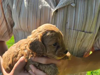 Cockapoo dogs for sale: Louis - Ad 4