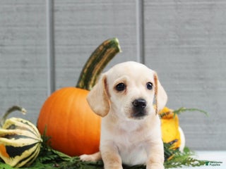 Dachshund dogs - Ad 11