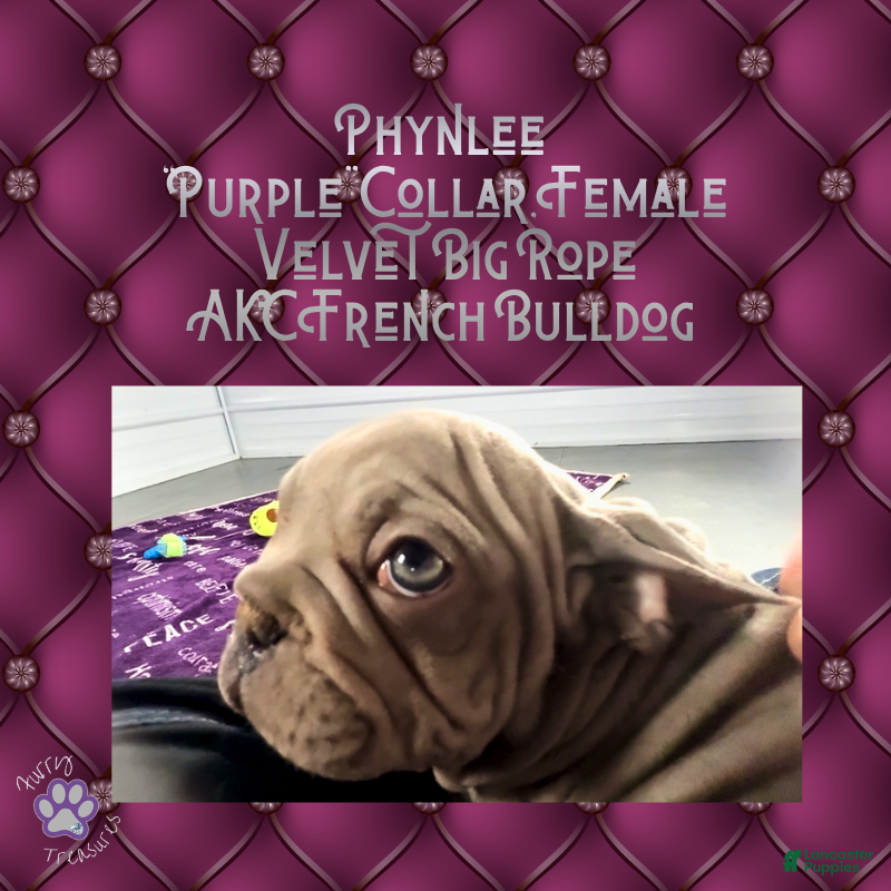 French Bulldog dogs Phynlee “Purple Collar”, Female  - Ad 32
