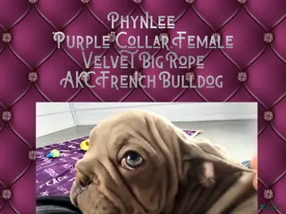 French Bulldog dogs Phynlee “Purple Collar”, Female - Ad 32