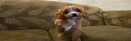 Cavapoo dogs for sale: Wren - Ad 21