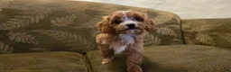 Cavapoo dogs for sale: Wren - Ad 21