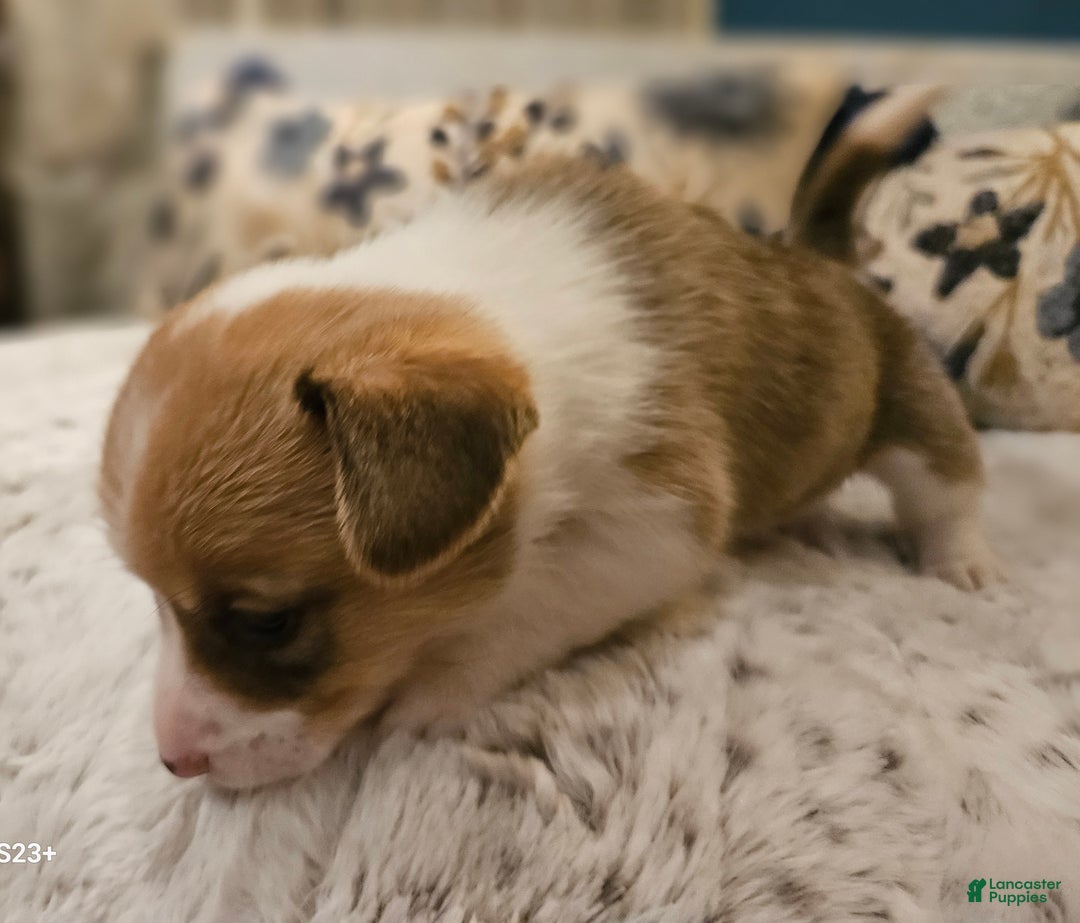 Mixed Breed dogs for sale: Fawny Willow - Ad 4