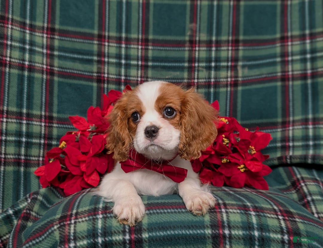 Cavalier King Charles Spaniel dogs for sale: Weber - Ad 5