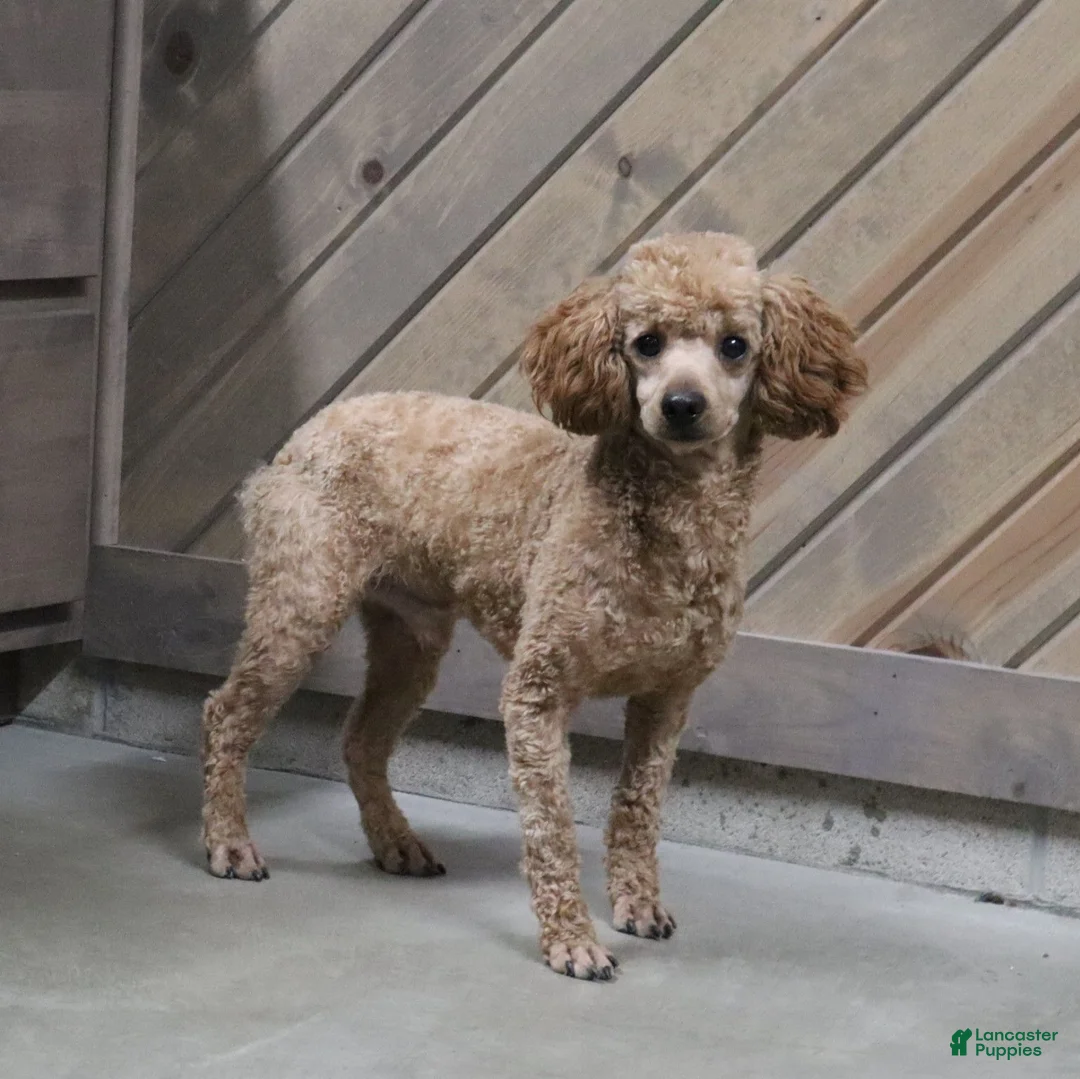 Cavapoo dogs for sale: Mila - Ad 9