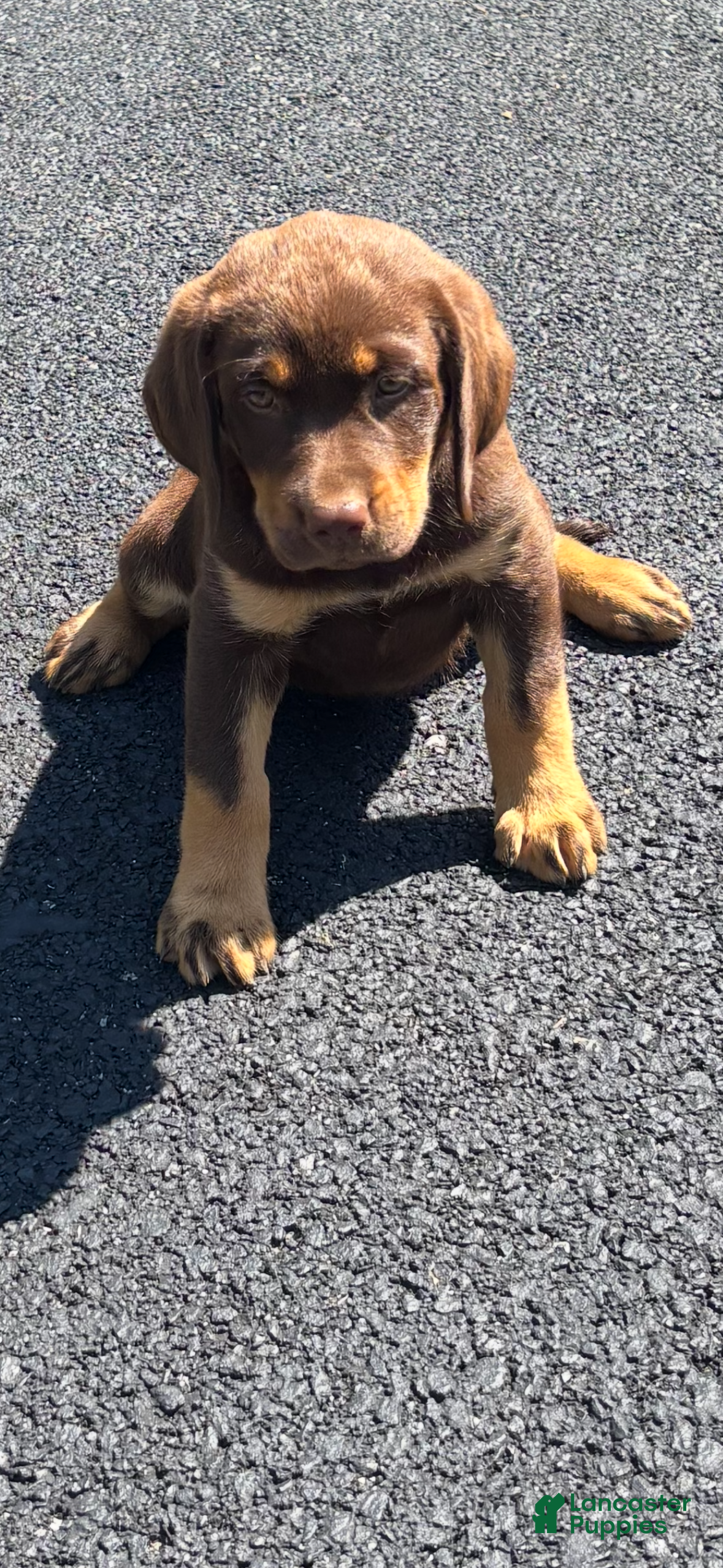 Labrador Retriever dogs Miss Daisy - Ad 1