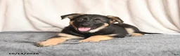 German Shepherd dogs for sale: Lucy - Ad 3