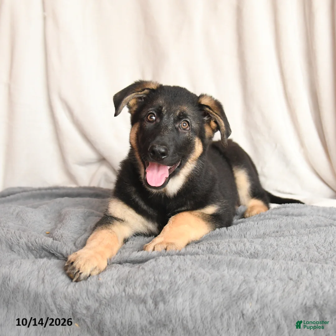 German Shepherd dogs for sale: Lucy - Ad 3